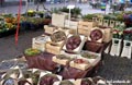 Middelburg Netherland - Market stall flowers