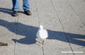 Scheveningen Netherland - Sea gull